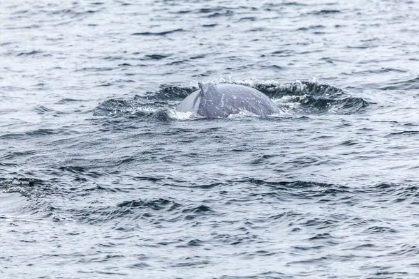 Humbak Wieloryb Żyjący Kanale Beagle Patagonii — Zdjęcie stockowe