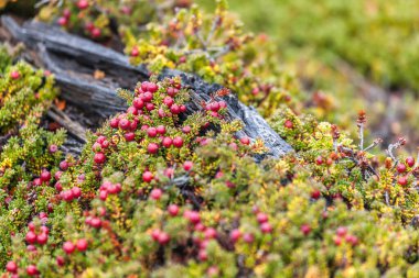 Los Glaciares Ulusal Parkı, El Chalten, Patagonya, Arjantin 'deki orman manzarası.