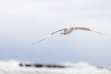 Baltık Denizi 'ndeki doğal ortamda güzel bir martı.