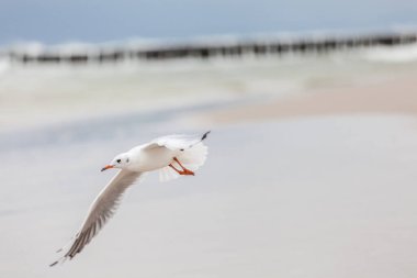 Baltık Denizi 'ndeki doğal ortamda güzel bir martı.