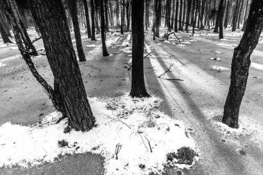 Korkunç kış ormanının güzel manzarası..