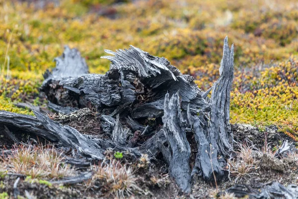 Los Glaciares Ulusal Parkı Chalten Patagonya Arjantin Deki Orman Manzarası — Stok fotoğraf