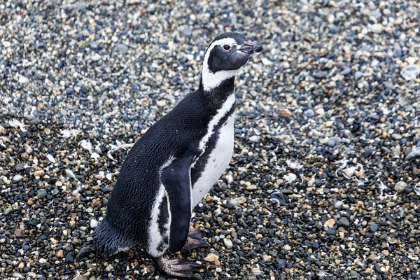 Магелланові Пінгвіни Живуть Каналі Бігль Патагонії — стокове фото