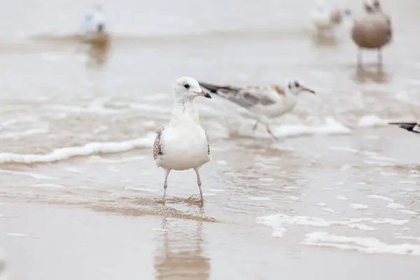 Beautiful Seagull Natural Environment Baltic Sea — Stock Photo, Image