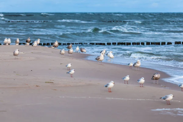 Rewalでのポーランドバルト海の素晴らしい景色 — ストック写真