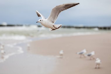 Baltık Denizi 'ndeki doğal ortamda güzel bir martı.