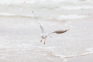 Baltık Denizi 'ndeki doğal ortamda güzel bir martı.