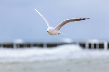 Baltık Denizi 'ndeki doğal ortamda güzel bir martı.