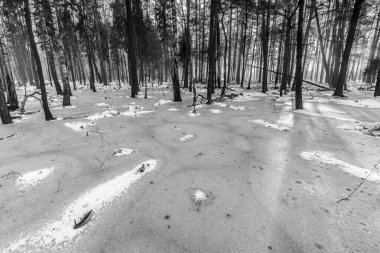 Korkunç kış ormanının güzel manzarası..