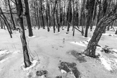 Korkunç kış ormanının güzel manzarası..