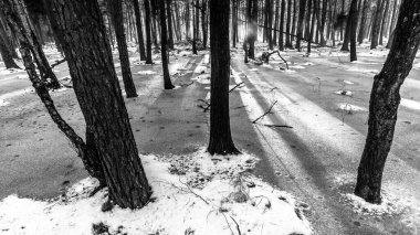 Korkunç kış ormanının güzel manzarası..