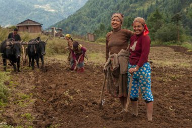 JUNBESI, NEPAL - CIRCA OCTOBER 2013: cultivation fields in Nepal are still made by human hands circa October 2013 in Junbesi. clipart