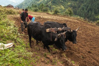 JUNBESI, NEPAL - CIRCA ECTOBER 2013: Nepal 'deki tarım alanları hala Ekim 2013' te Junbesi 'de insan eliyle yapılmaktadır..
