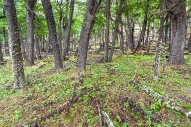 Los Glaciares Ulusal Parkı, El Chalten, Patagonya, Arjantin 'deki orman manzarası.