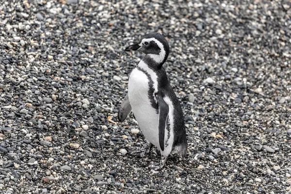 Patagonya 'daki Beagle Kanalı' nda yaşayan Macellan penguenleri.