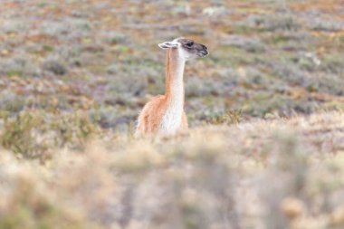 Patagonya topraklarındaki güzel, vahşi Guanaco manzarası..