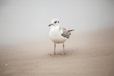 Beautiful seagull in the natural environment on the Baltic Sea. clipart