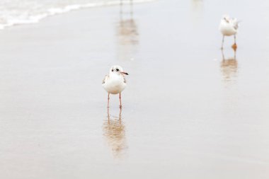 Baltık Denizi 'ndeki doğal ortamda güzel bir martı.