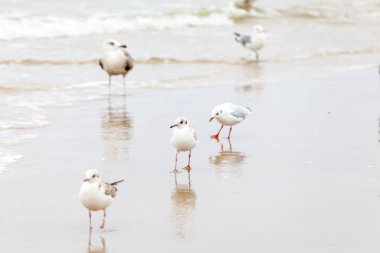 Beautiful seagull in the natural environment on the Baltic Sea. clipart