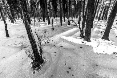 Korkunç kış ormanının güzel manzarası..