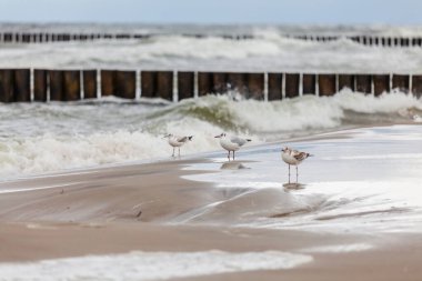 Baltık Denizi 'ndeki doğal ortamda güzel bir martı.