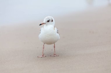 Baltık Denizi 'ndeki doğal ortamda güzel bir martı.
