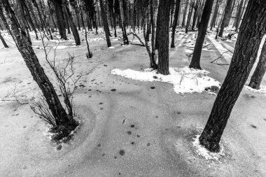 Korkunç kış ormanının güzel manzarası..