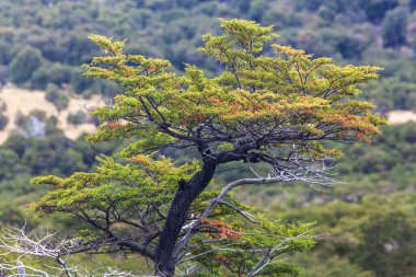 Los Glaciares Ulusal Parkı, El Chalten, Patagonya, Arjantin 'deki orman manzarası.