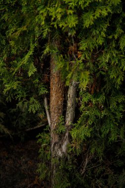 Bulanık arkaplanda bir dalda yeşil yosun, yakın plan