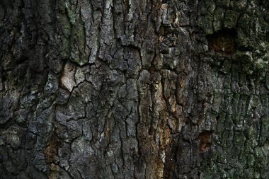 Ormandaki yaşlı bir ağacın kabuğu..