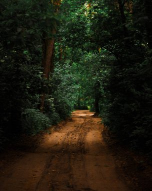 Fotoğraf, sık bir orman boyunca bir yol tasvir ediyor.. 