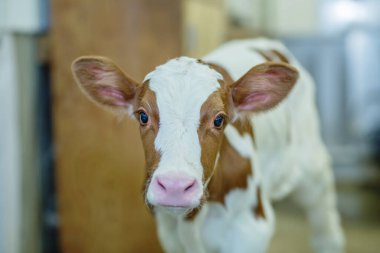 Holstein calf red in a dairy farm barn.