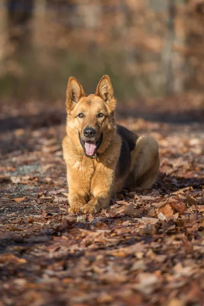 German shepherd dog laying on fallen foilage on autumn afternoon. 