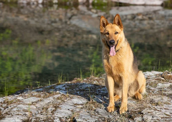 German shepherd dog sitting on the edge of small lake. 