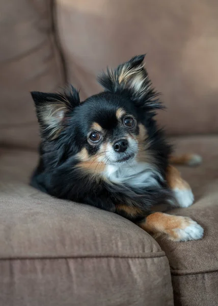 Long haired chihuahua dog tricolor lying on a sofa. 