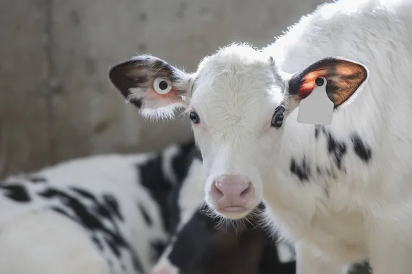 Holstein calf standing in a dairy farm nursery.   Adorable. Alert. Curious. Agriculture. Young. Dairy. Baby cow. Black and white Portrait. Beautiful. Dairy farm. Holstein. Black. Newborn. 