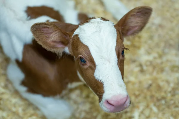 Holstein red calf is resting in a dairy barn nursery. Animal. Calf. Holstein. Adorable. Agriculture. Dairy farm. Bovine. Curious. Attentive. Baby cow. Farm. 