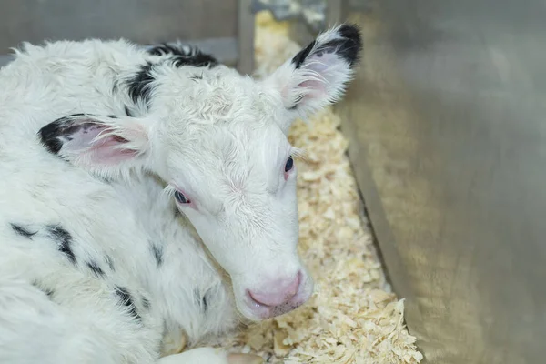 Holstein calf newborn resting in clean bedding. Holstein Calf. Newborn. Black and white. Bovine. Agriculture. Baby. Young calf. Dairy. Domestic. Dairy farm. Baby cow. Alert. 