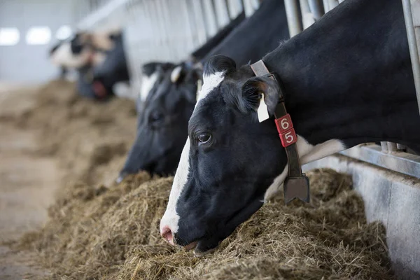 Herd of holstein cows eating hay on a modern dairy farm. 