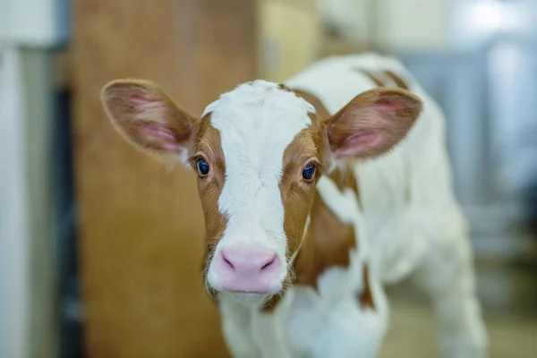 Holstein Calf Red Dairy Farm Barn Obrazy Stockowe bez tantiem