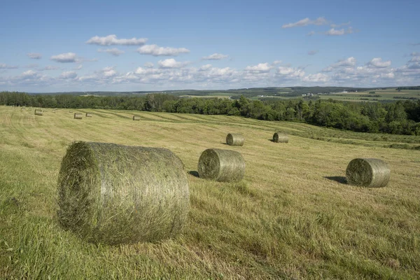 Bales of hay in field on a sunny summer afternoon. Freshly pressed. 