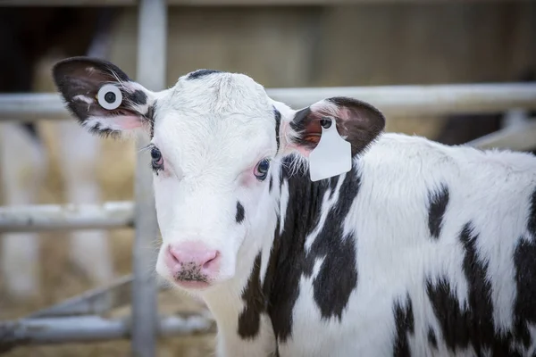 Holstein calf in a dairy farm nursery. 
