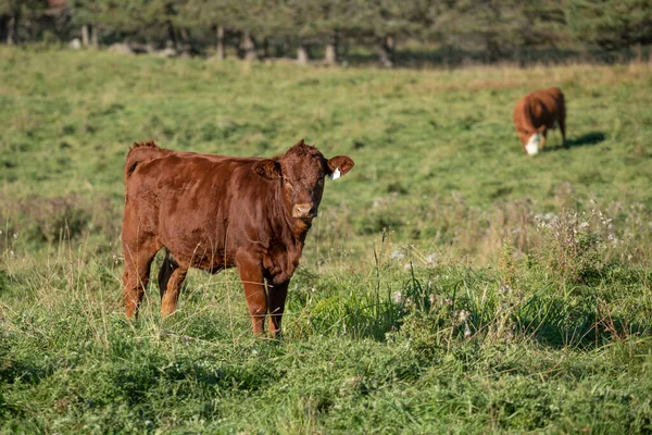 Limousin beef cow standing in a green pasture on a beautiful autumn day.  Beef cattle.  Pasture. Agriculture.  Bovine.  Farmland. Grazing. Animal. Calf.
