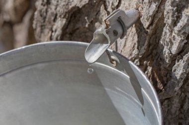 Maple sap dripping into sap bucket attached to a maple tree during maple sugaring season. Maple tree tapping.