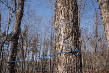 Collecting maple sap with modern plastic tubing. Maple tree tapping.  Maple sugaring. Making maple syrup. clipart