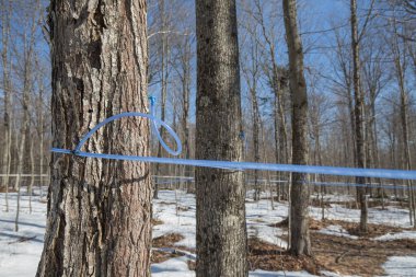 Collecting maple sap with modern plastic tubing. Maple tree tapping.  Maple sugaring. Making maple syrup. clipart