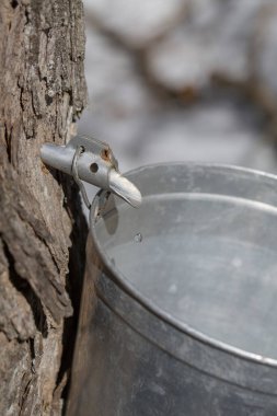Maple sap dripping into sap bucket attached to a maple tree during maple sugaring season. Maple tree tapping. Maple syrup.  Making maple syrup. 