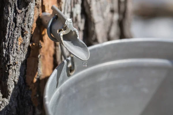 Maple sap dripping into sap bucket attached to a maple tree during maple sugaring season. Maple tree tapping.  
