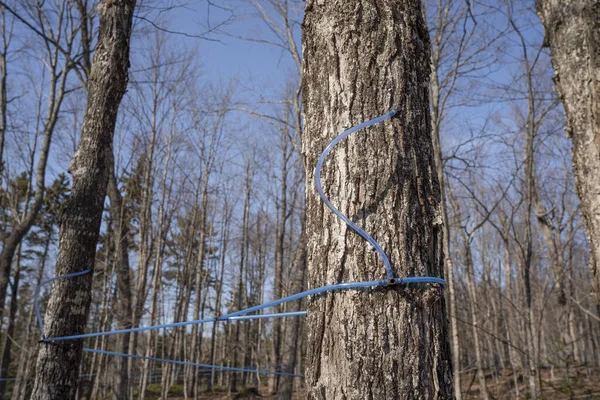 Collecting maple sap with modern plastic tubing. Maple tree tapping.  Maple sugaring. Making maple syrup.
