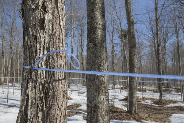 Collecting maple sap with modern plastic tubing. Maple tree tapping.  Maple sugaring. Making maple syrup.